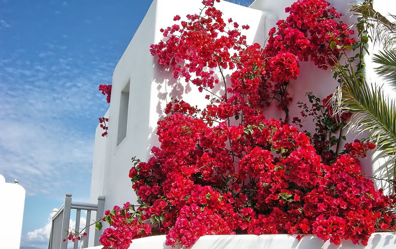 mykonos grecia rojo flores blancas