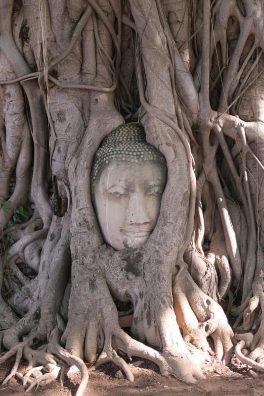 cabeza de buda de ayutthaya